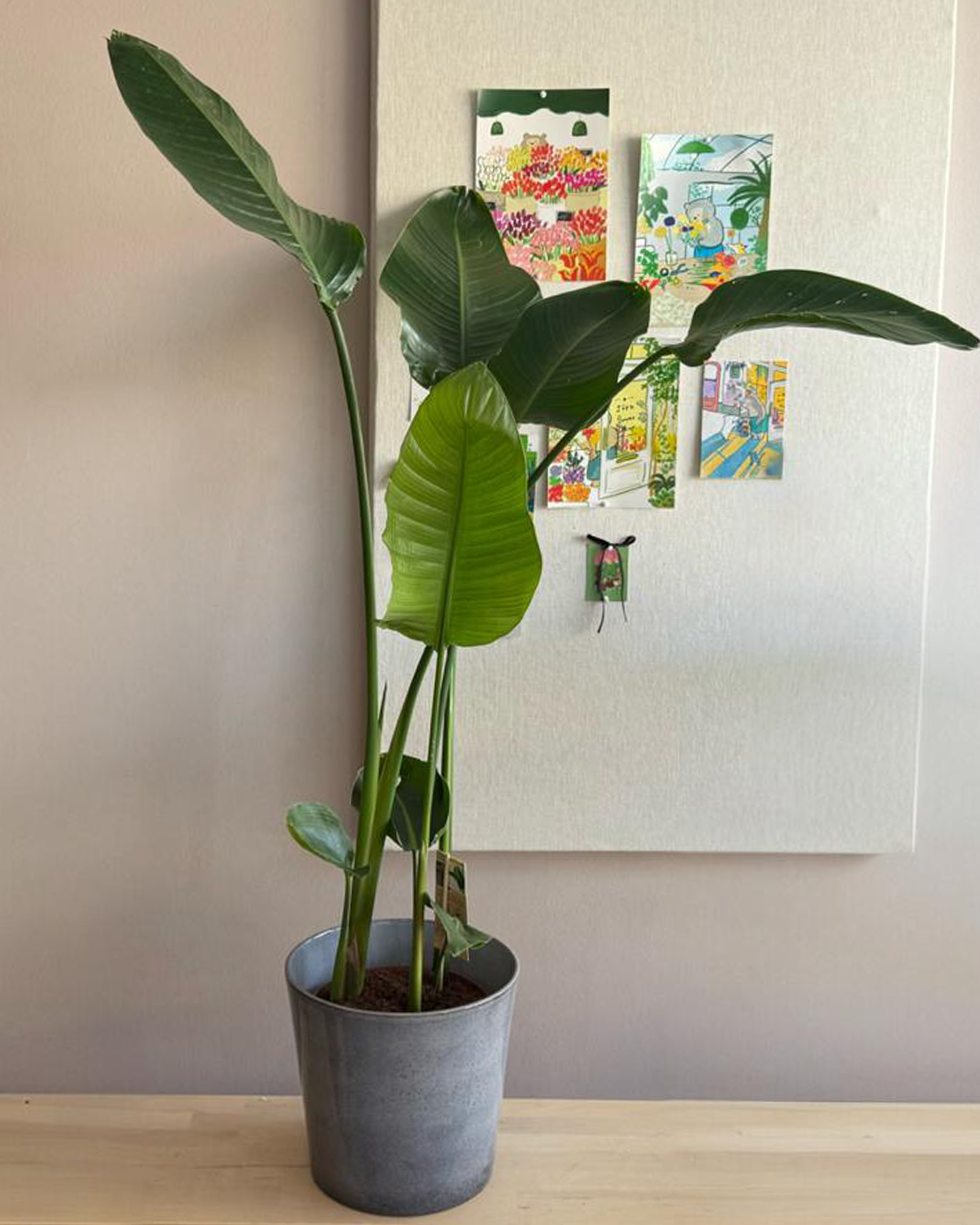Bird of Paradise