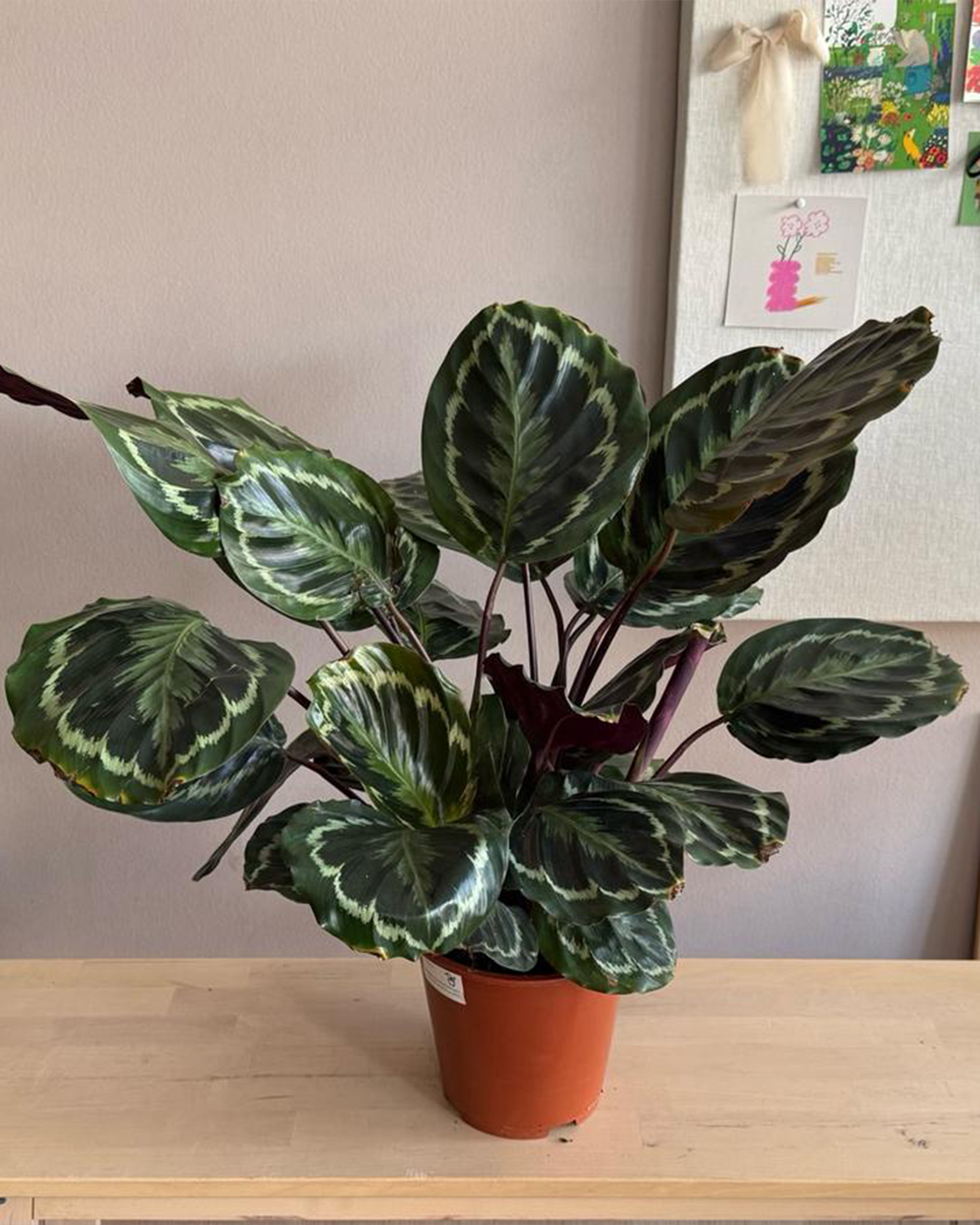 Calathea Medallion
