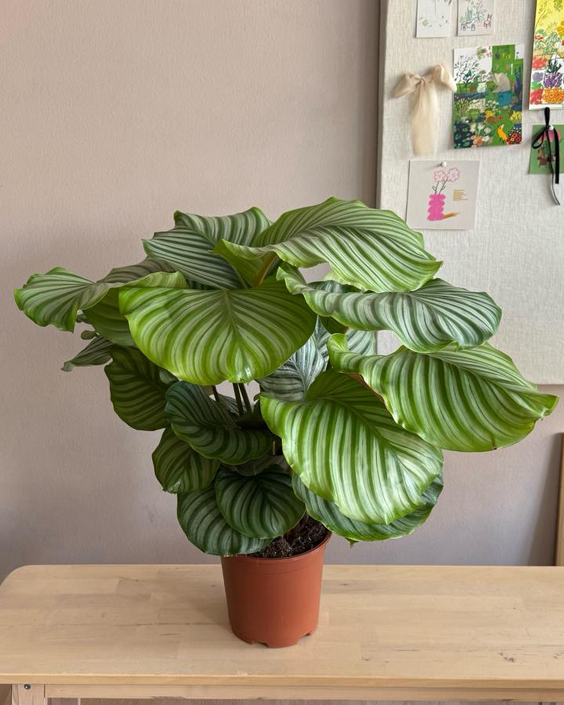 Calathea Orbifolia