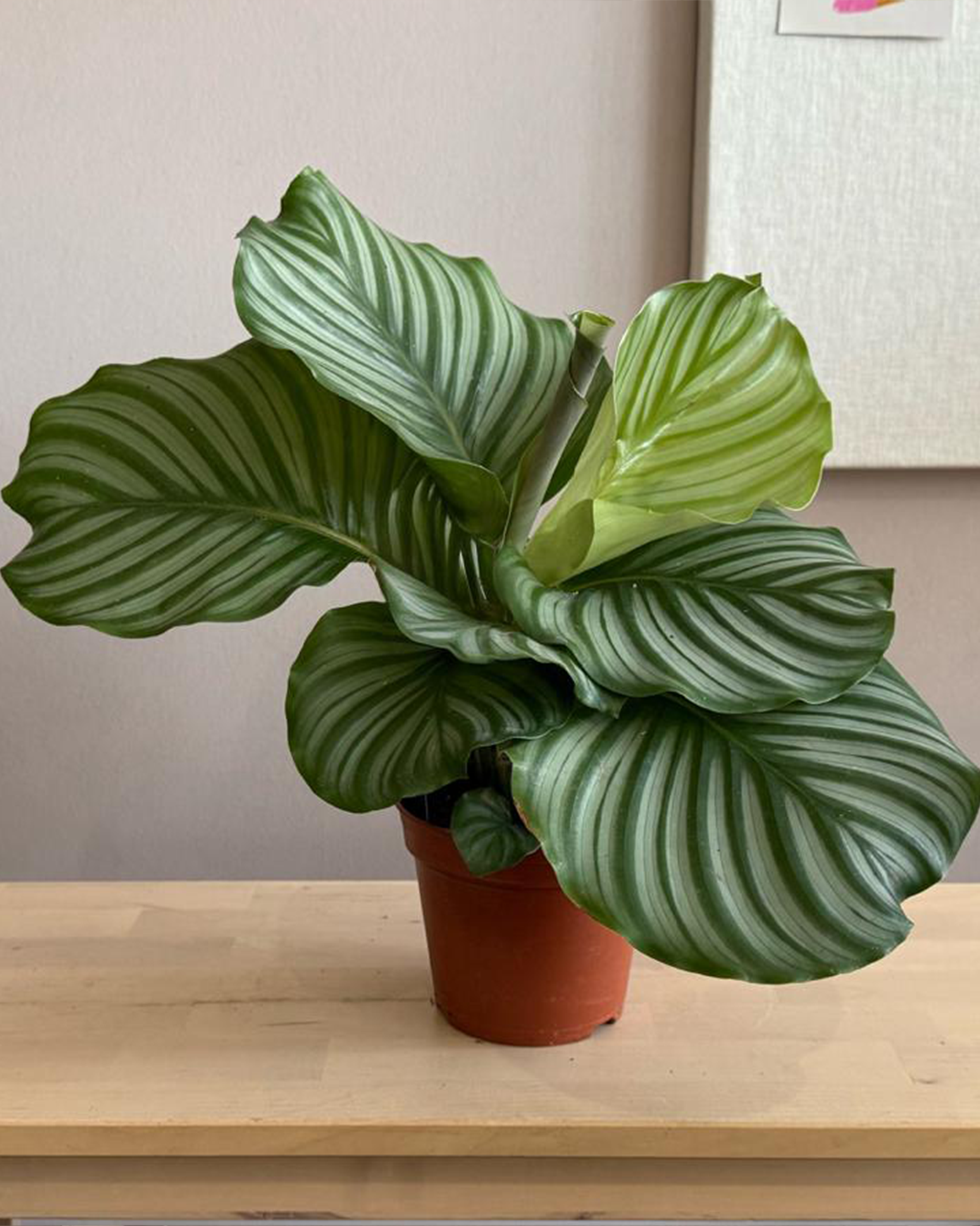 Calathea Orbifolia