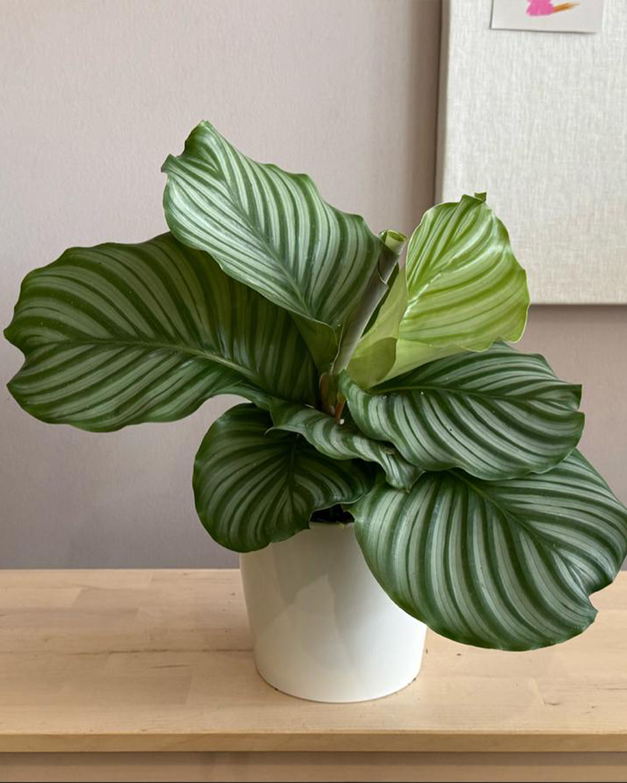 Calathea Orbifolia