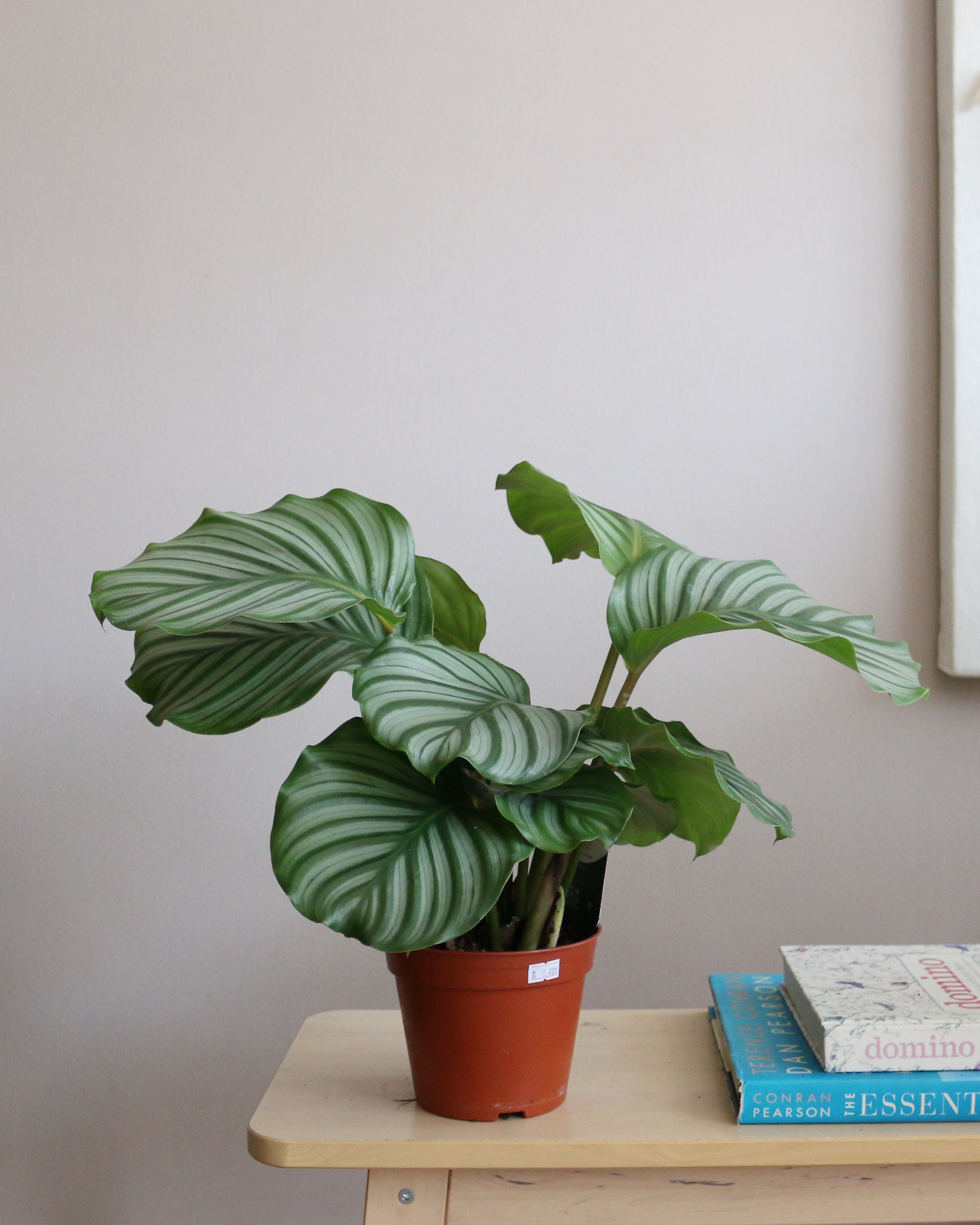 Calathea Orbifolia
