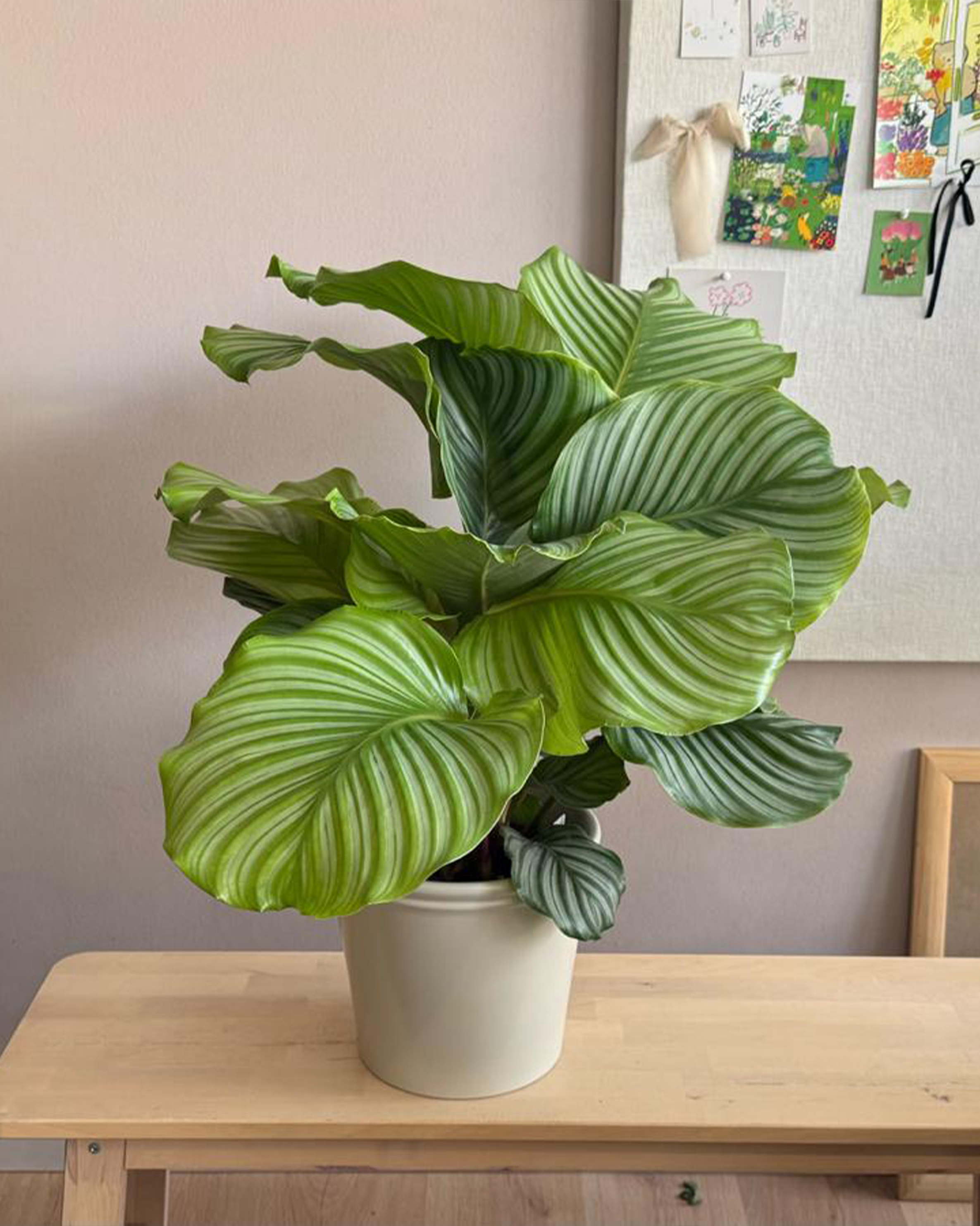 Calathea Orbifolia