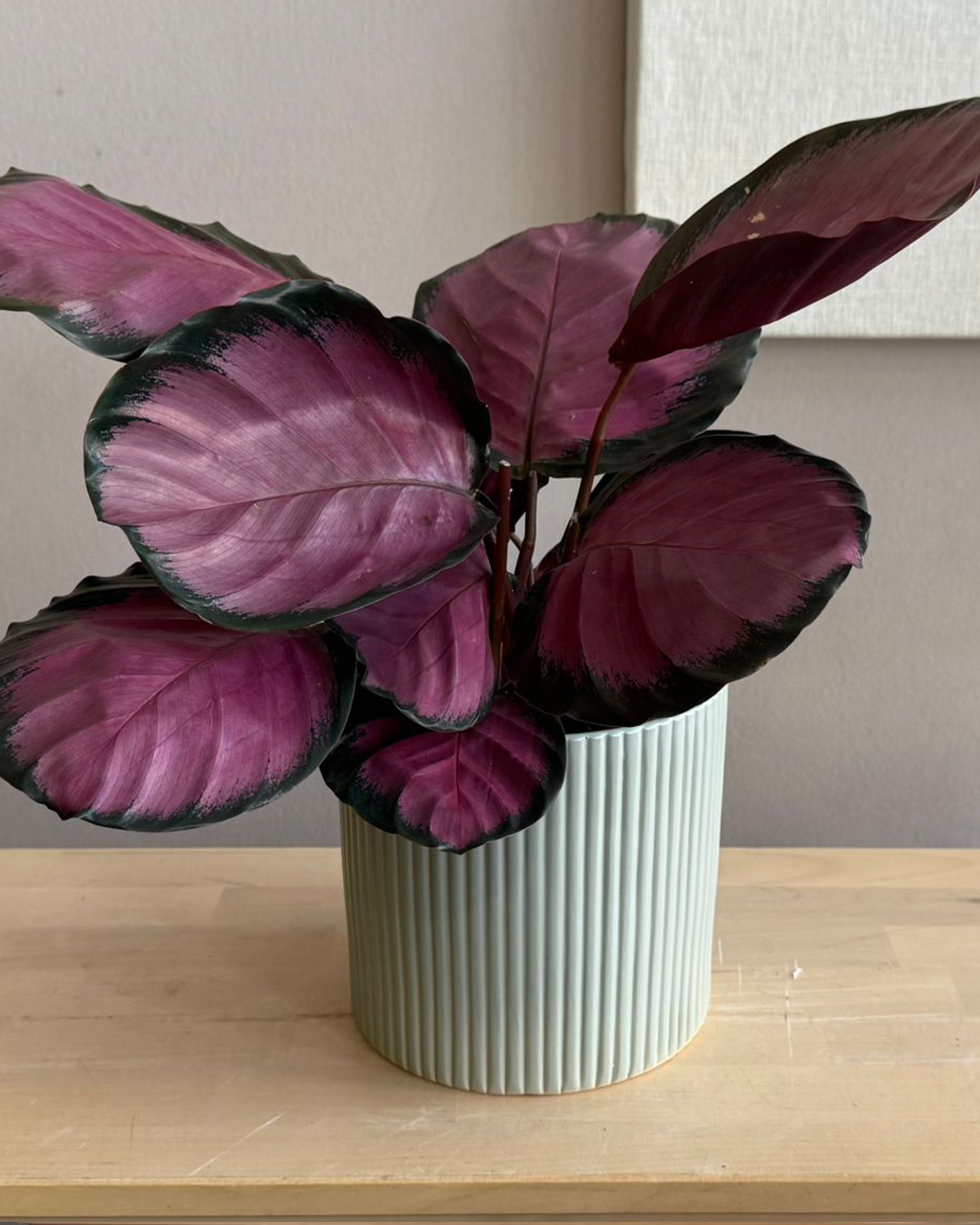 Calathea Roseopecta Rosy