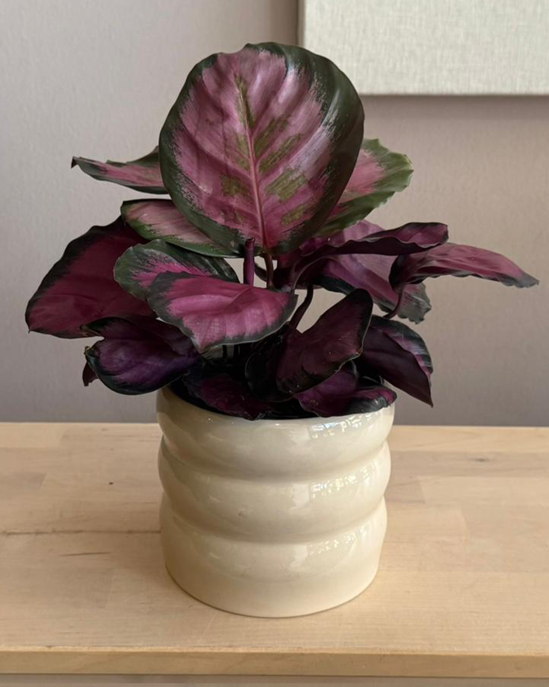 Calathea Roseopecta Rosy