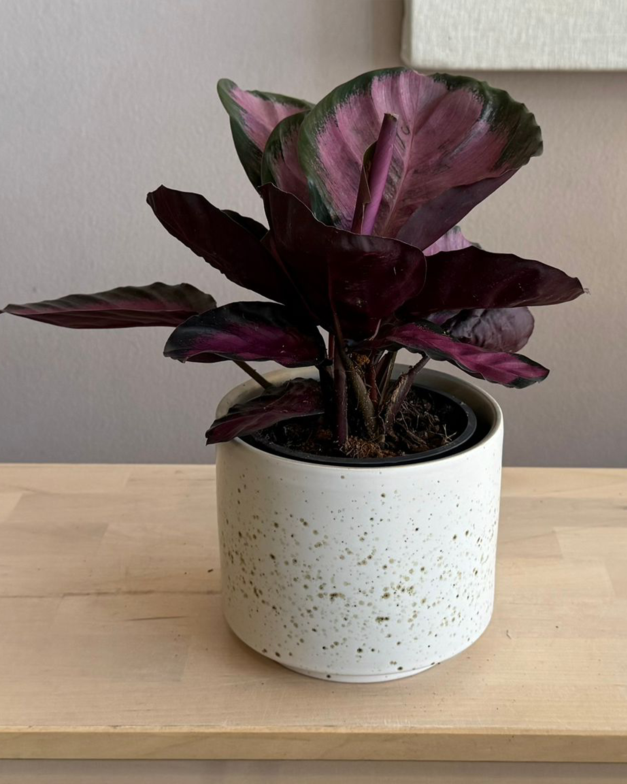 Calathea Roseopecta Rosy
