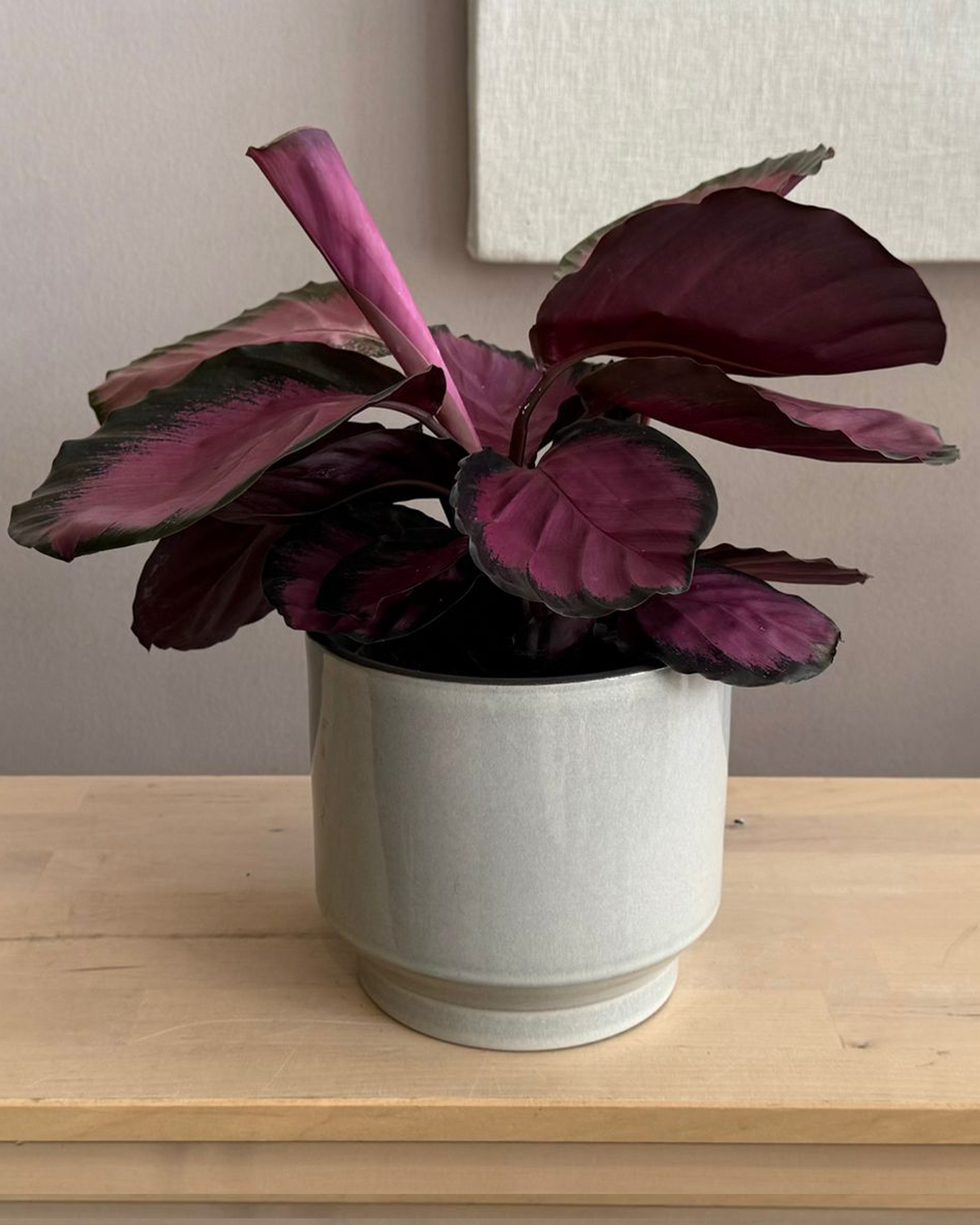 Calathea Roseopecta Rosy