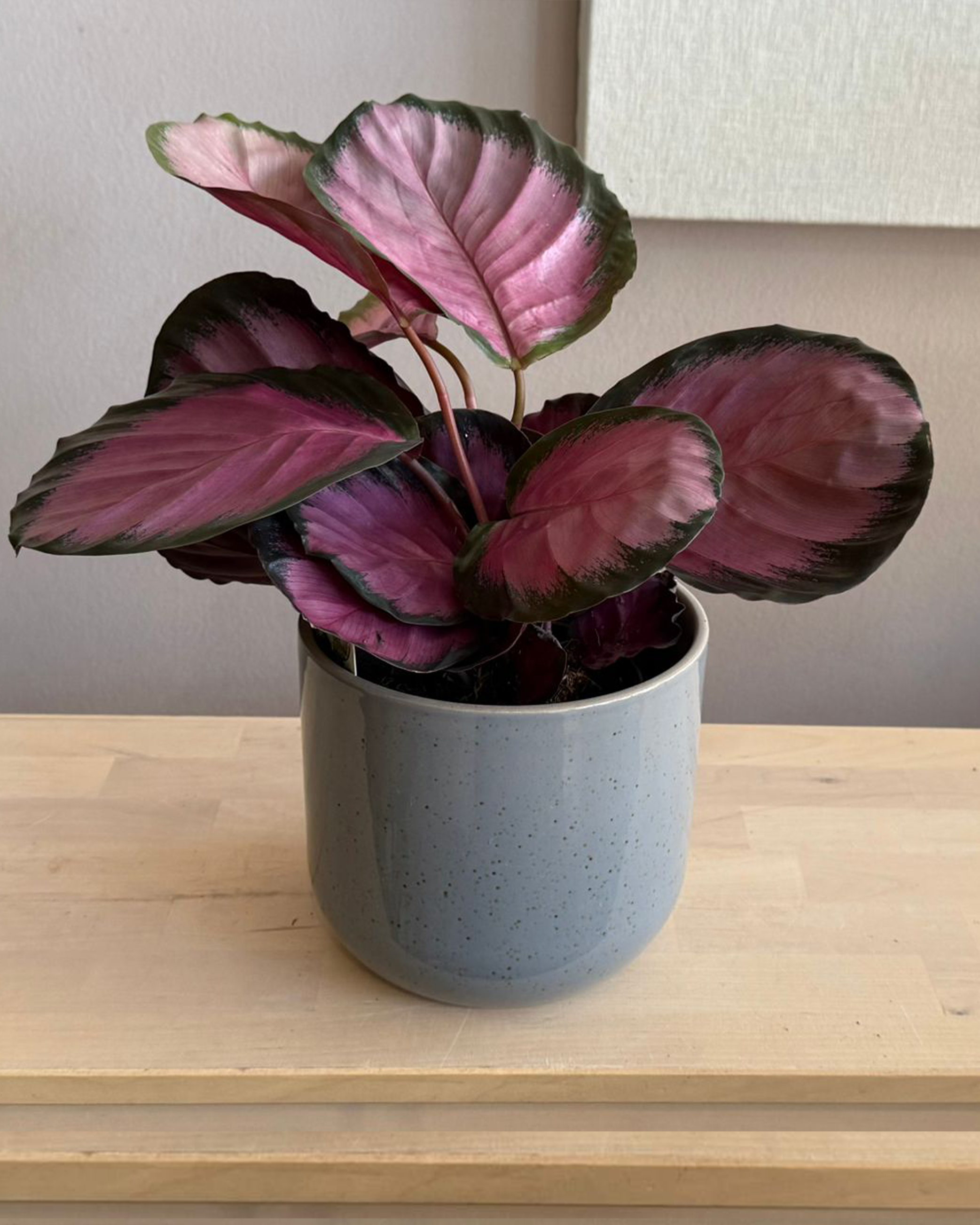 Calathea Roseopecta Rosy