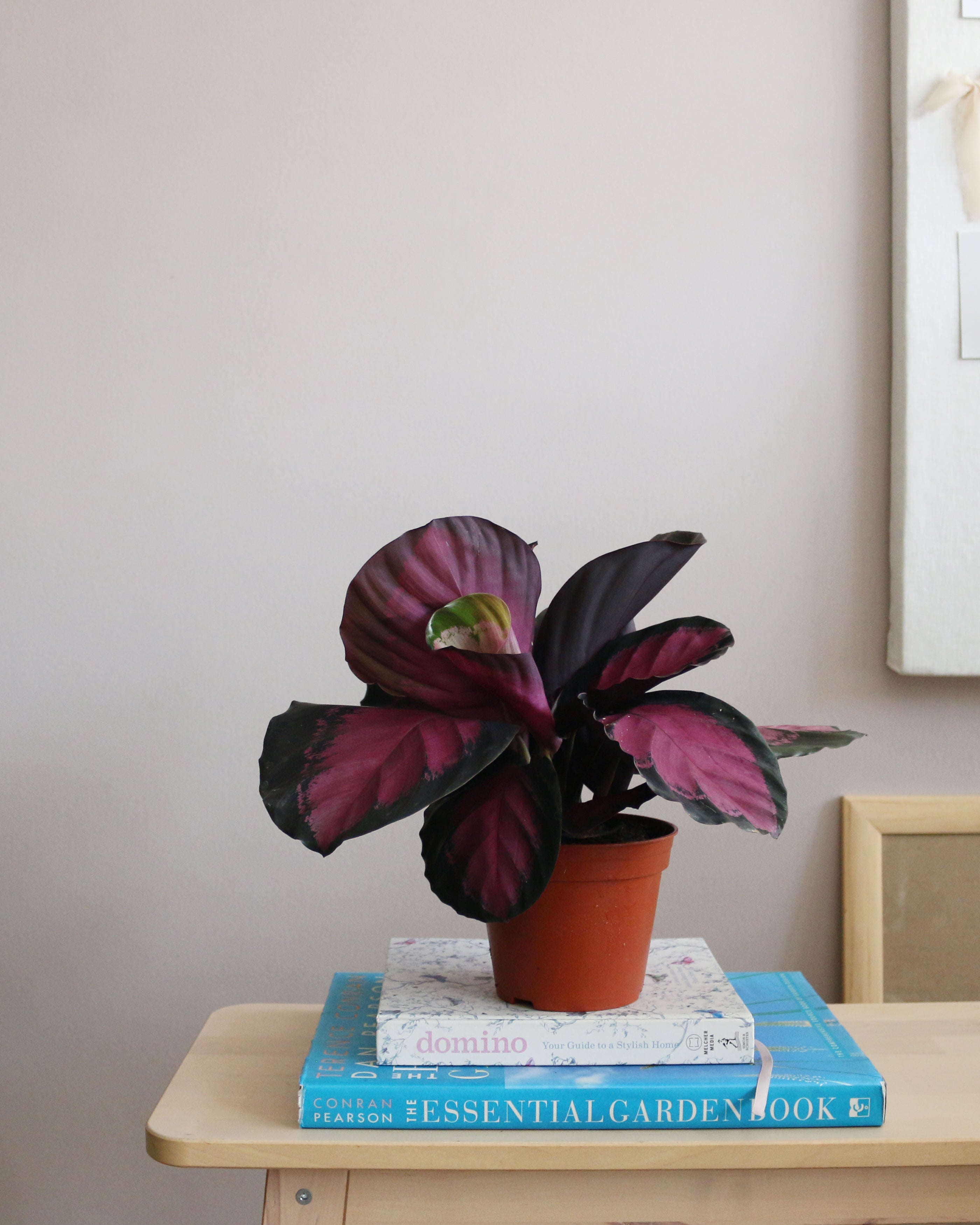 Calathea Roseopecta Rosy