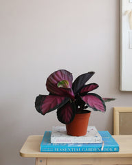 Calathea Roseopecta Rosy