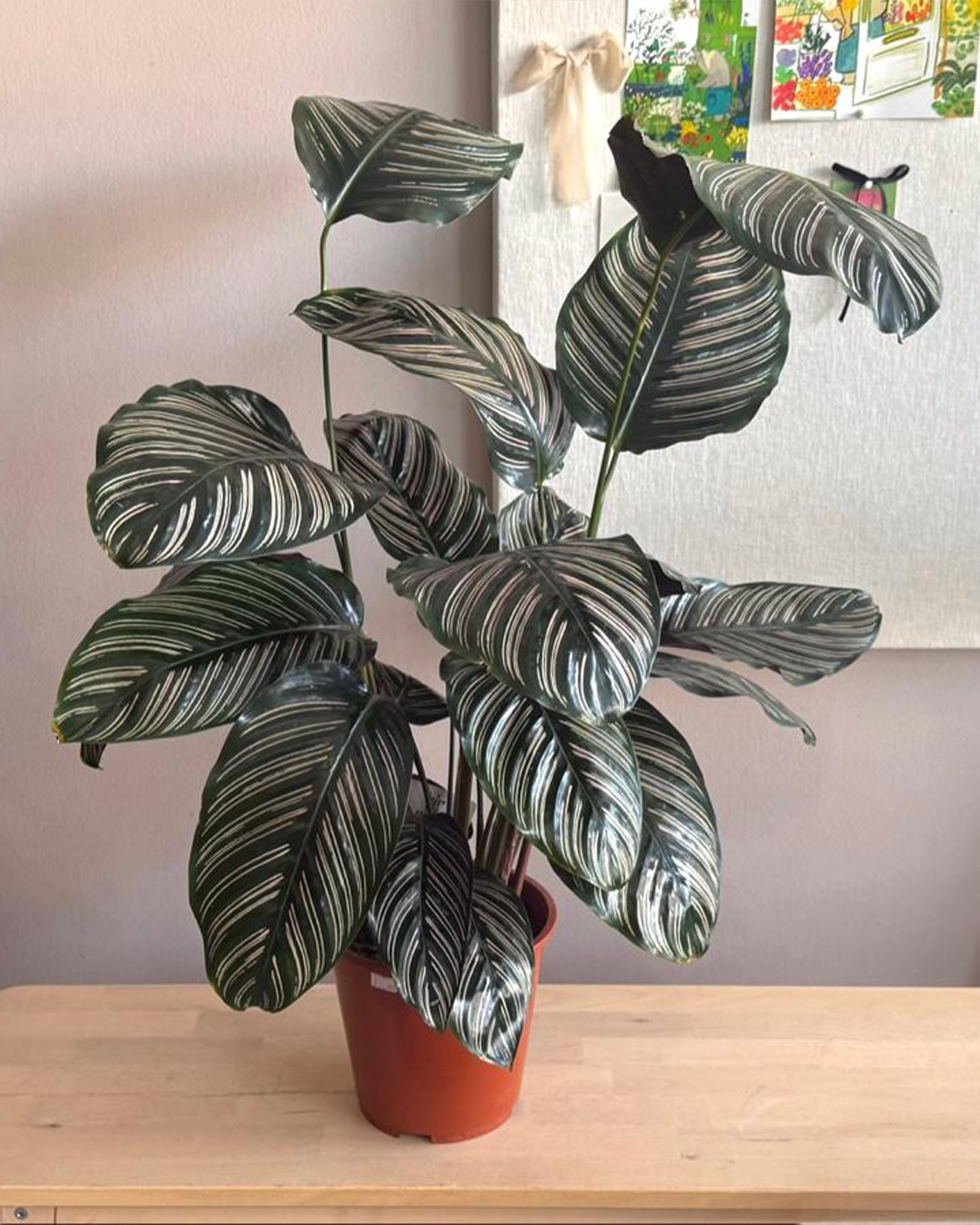 Calathea Ornata