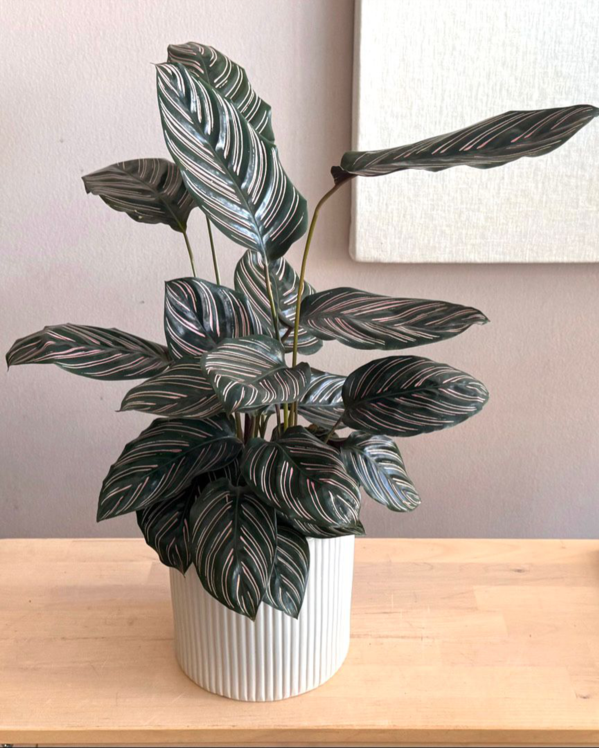 Calathea Ornata