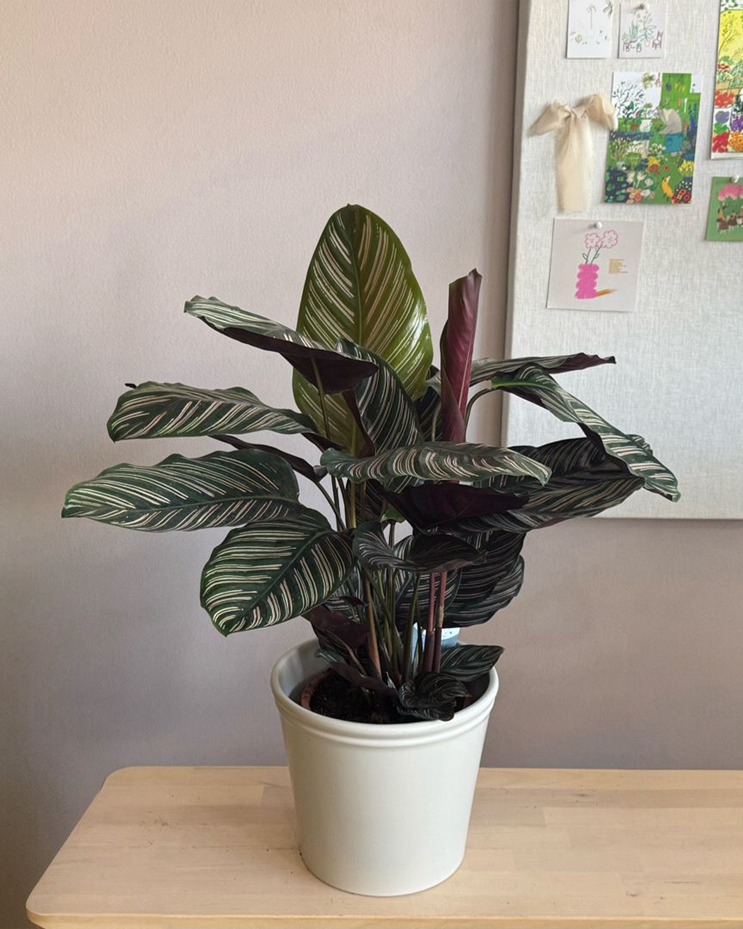 Calathea Ornata