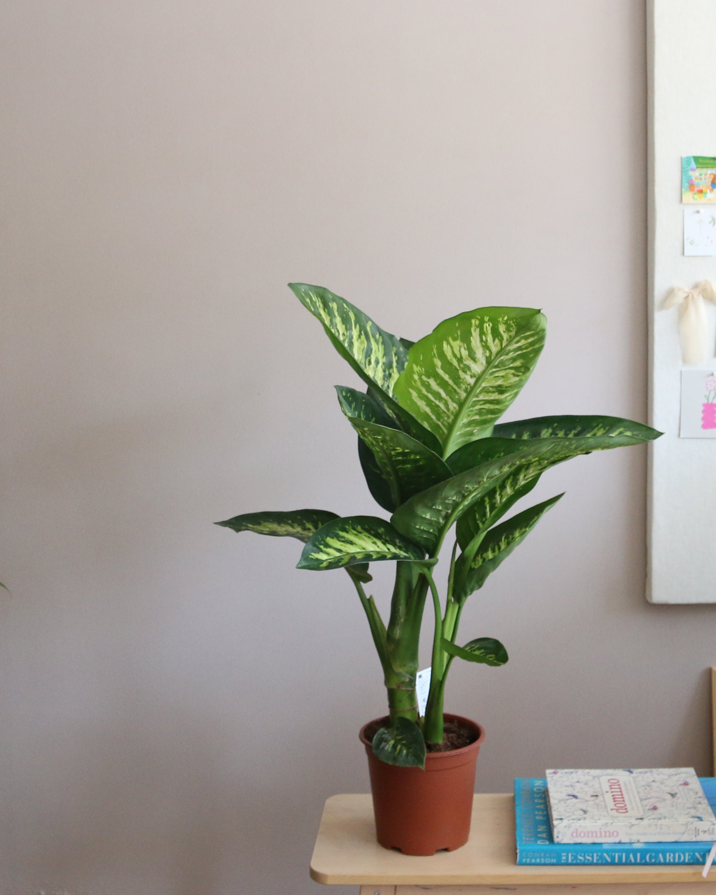 dieffenbachia buy ebay Diffenbachia – Sky and Greens