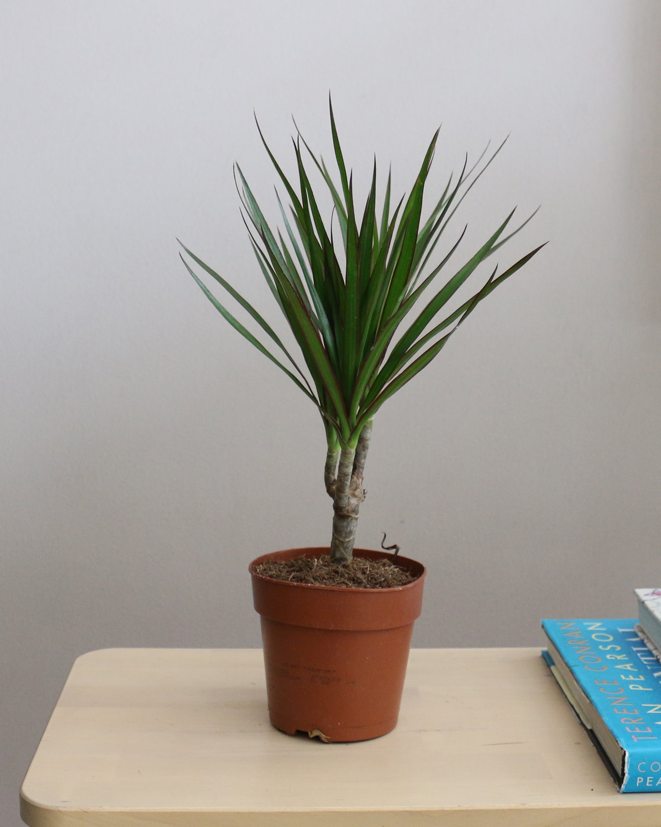 Dracaena Marginata