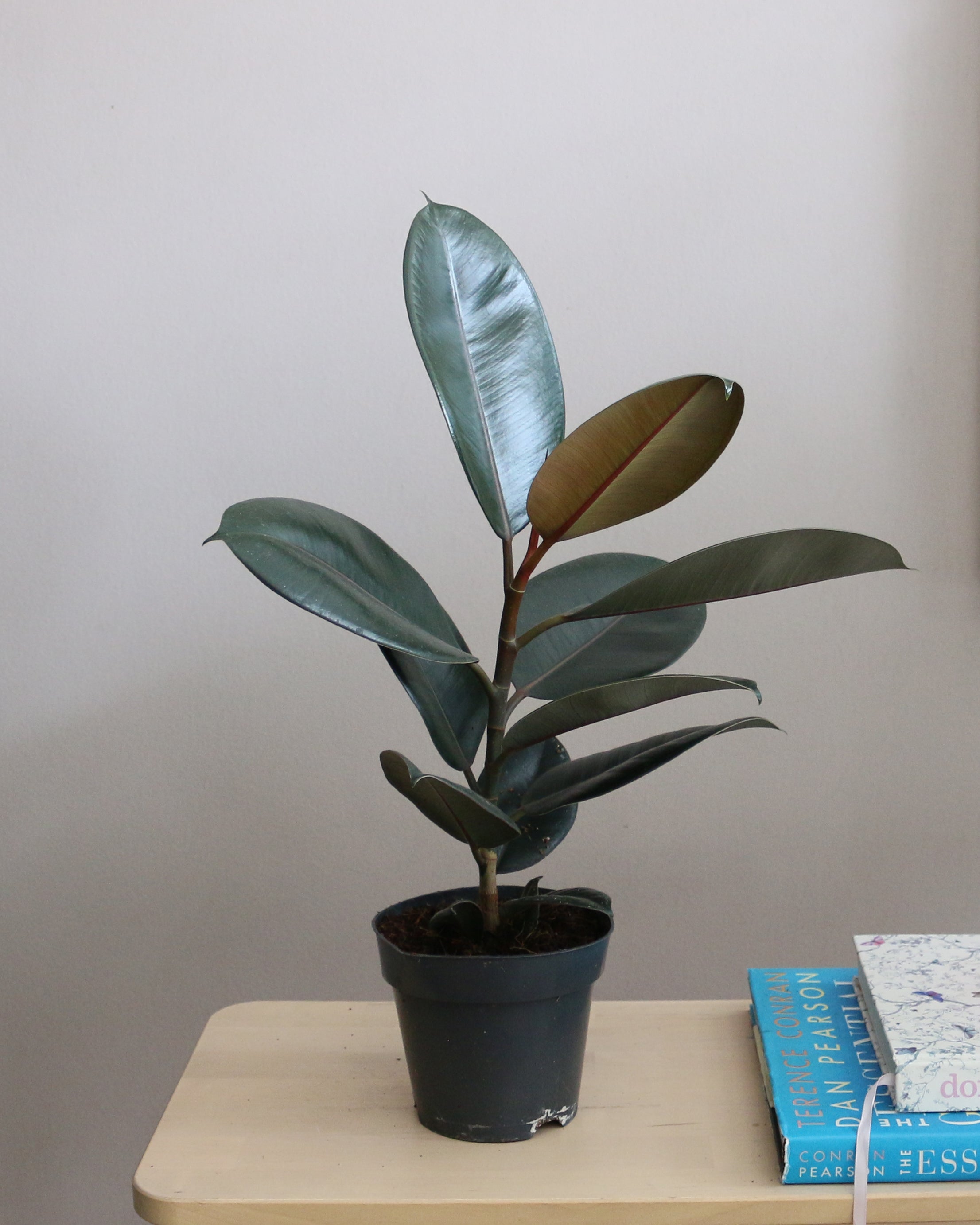 Ficus Elastica