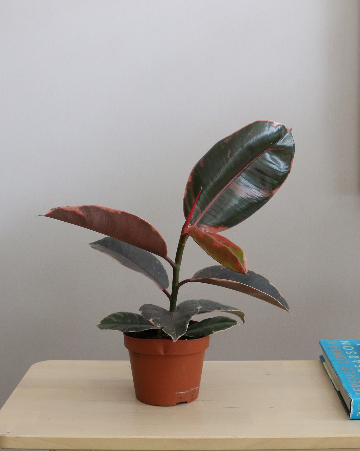 Ficus Elastica Belize