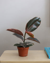 Ficus Elastica Belize