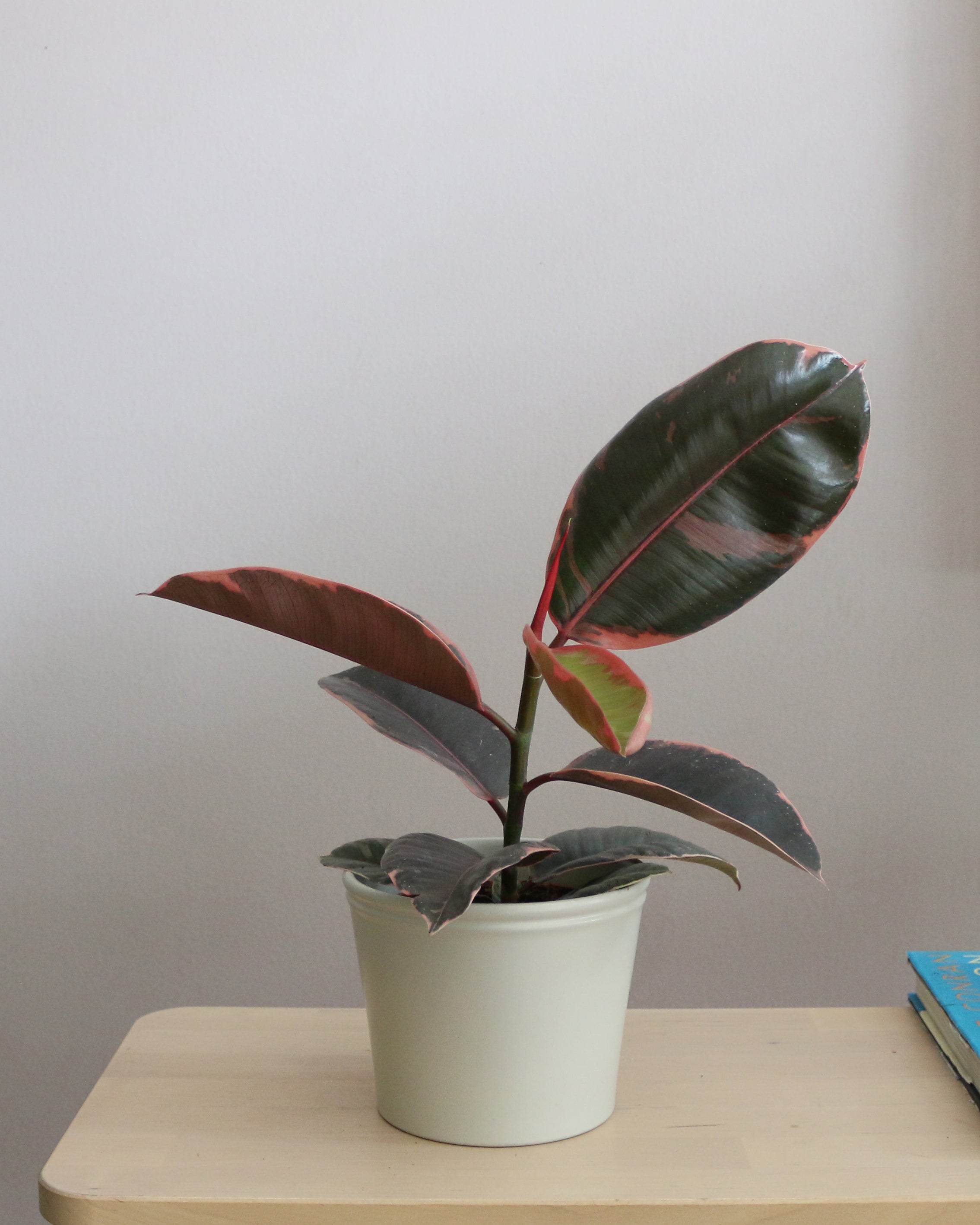 Ficus Elastica