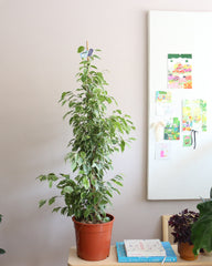 Ficus Benjamina