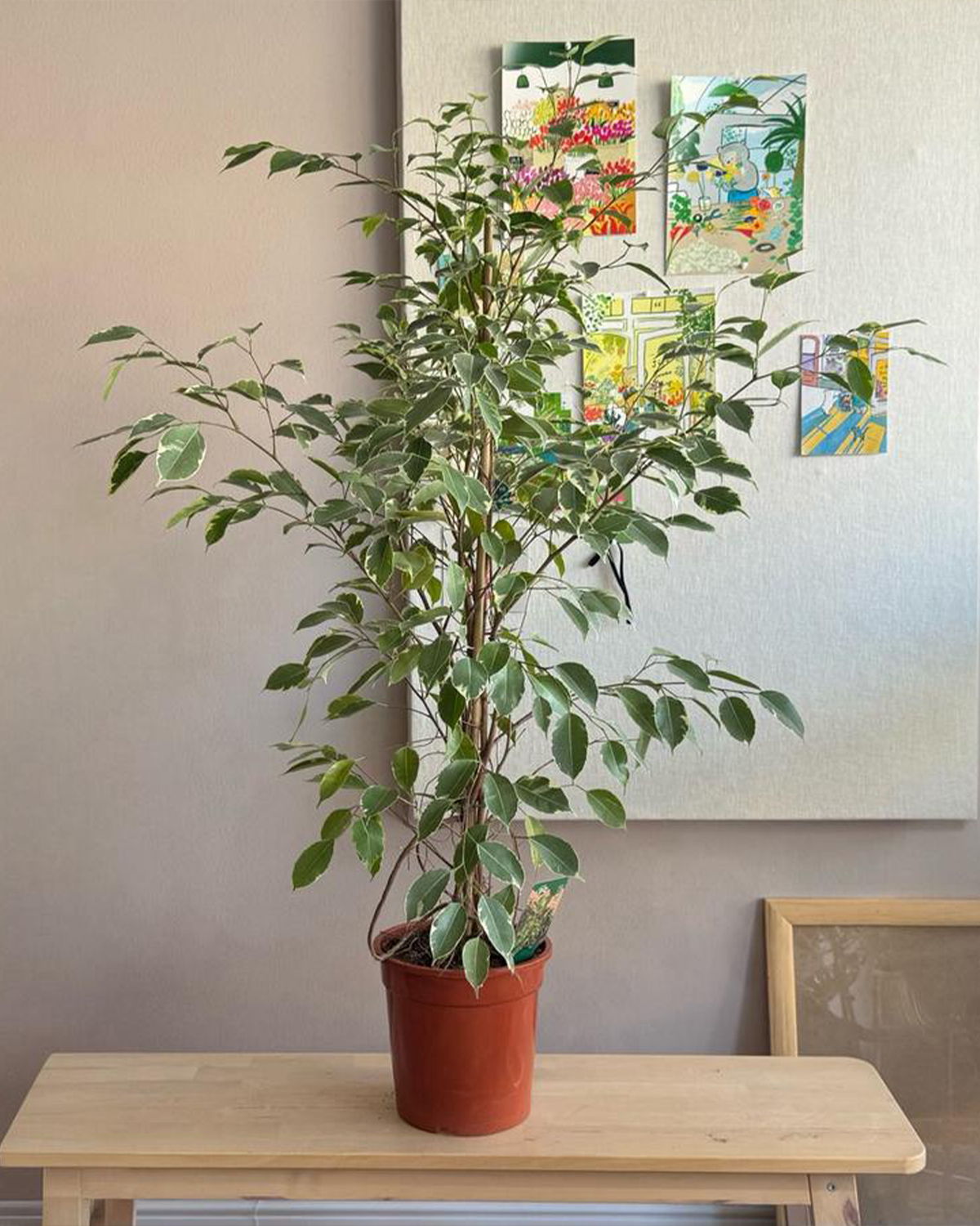 Ficus Benjamina