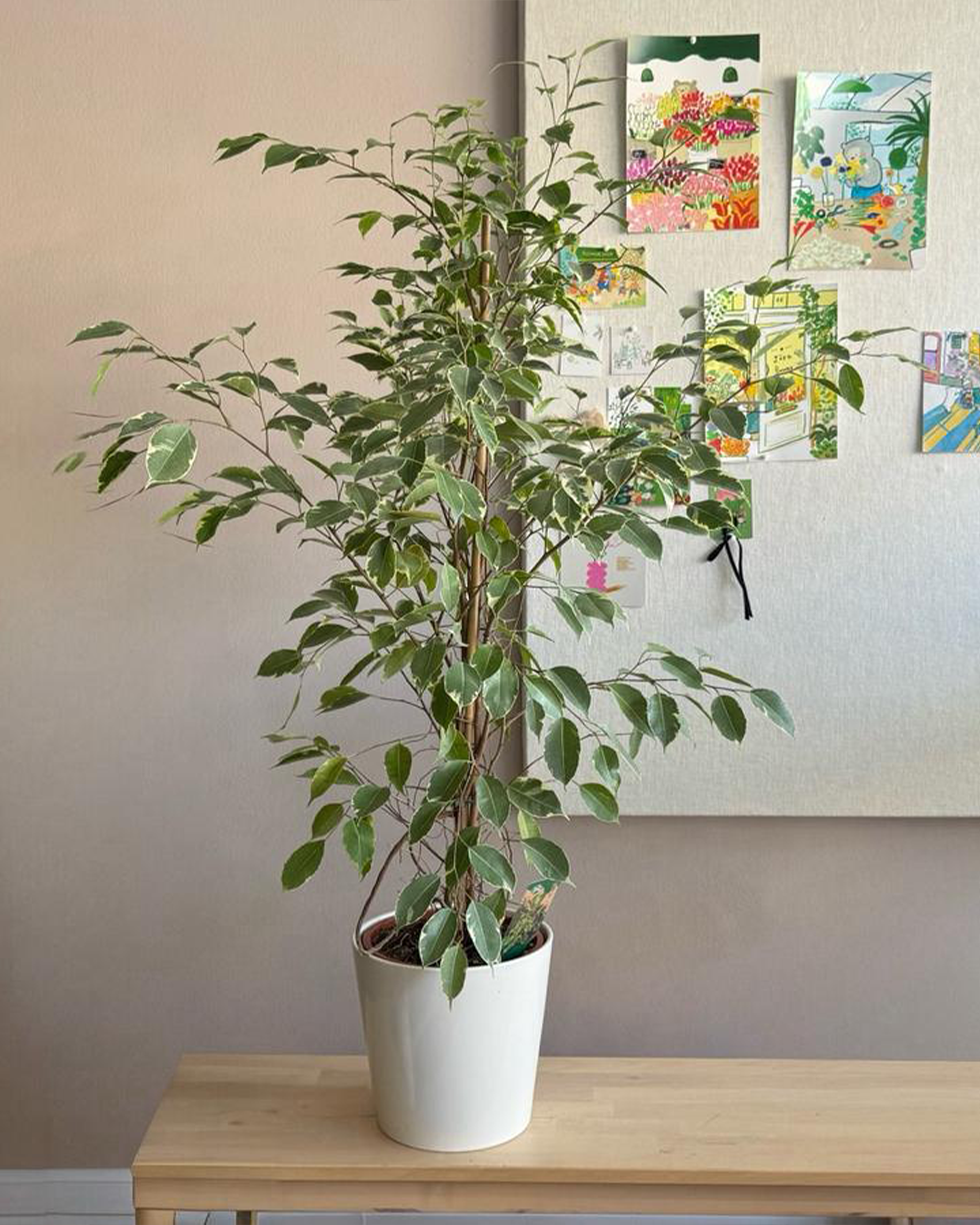 Ficus Benjamina