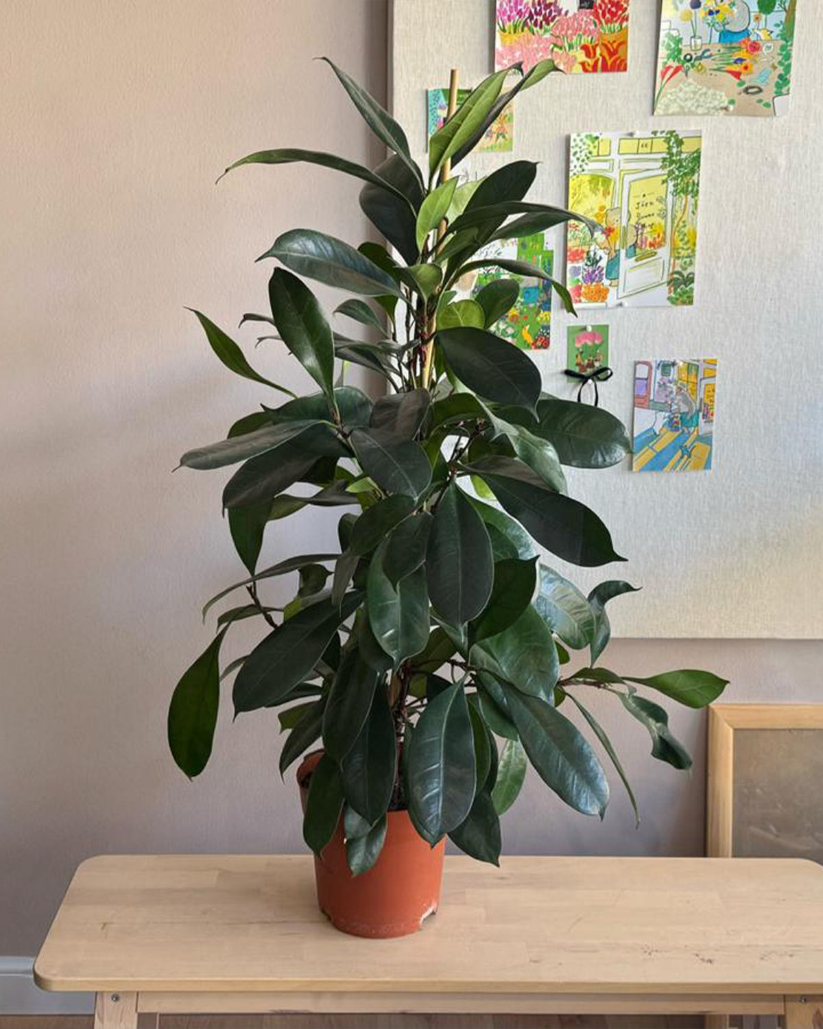 Ficus Cyathistipula