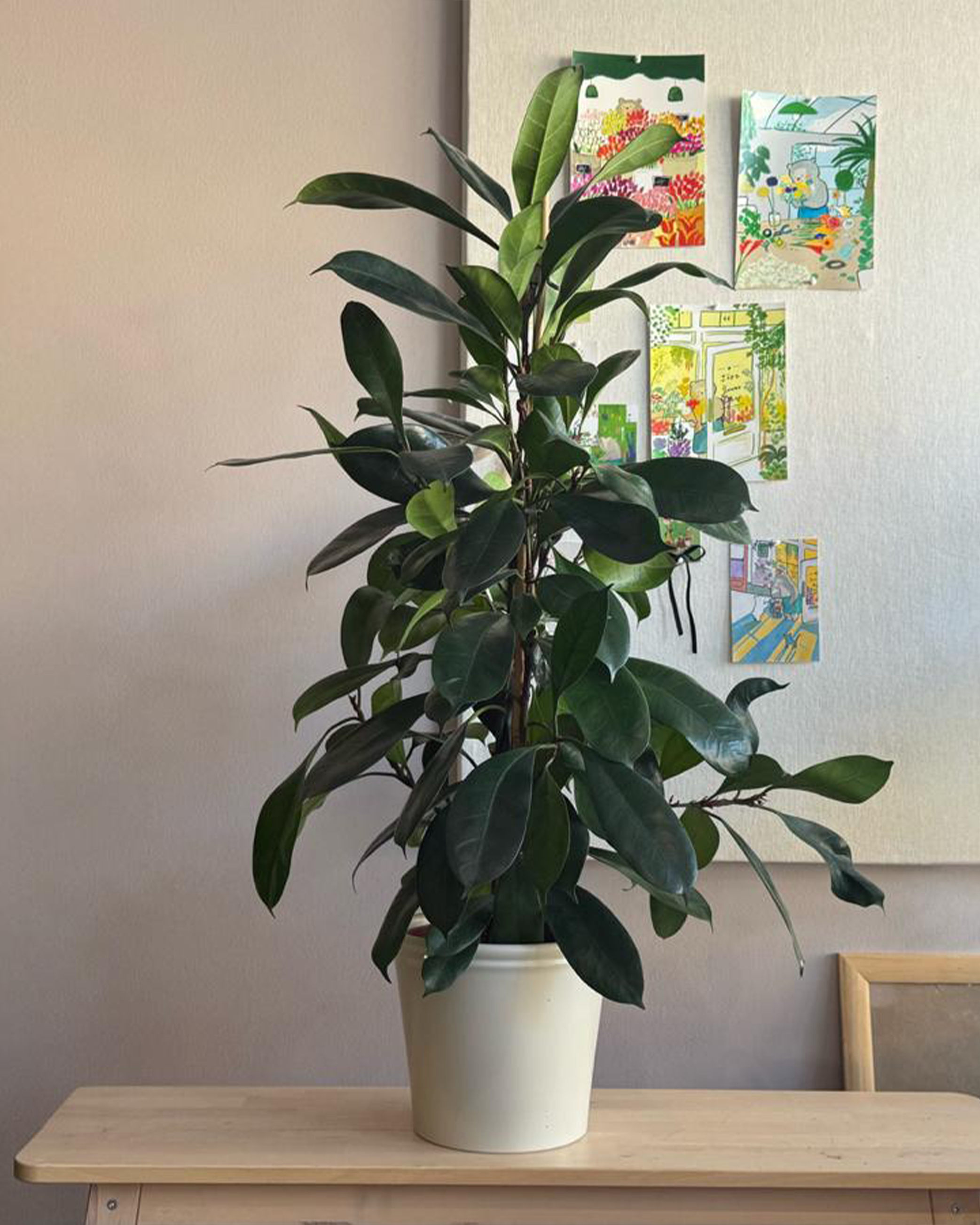 Ficus Cyathistipula