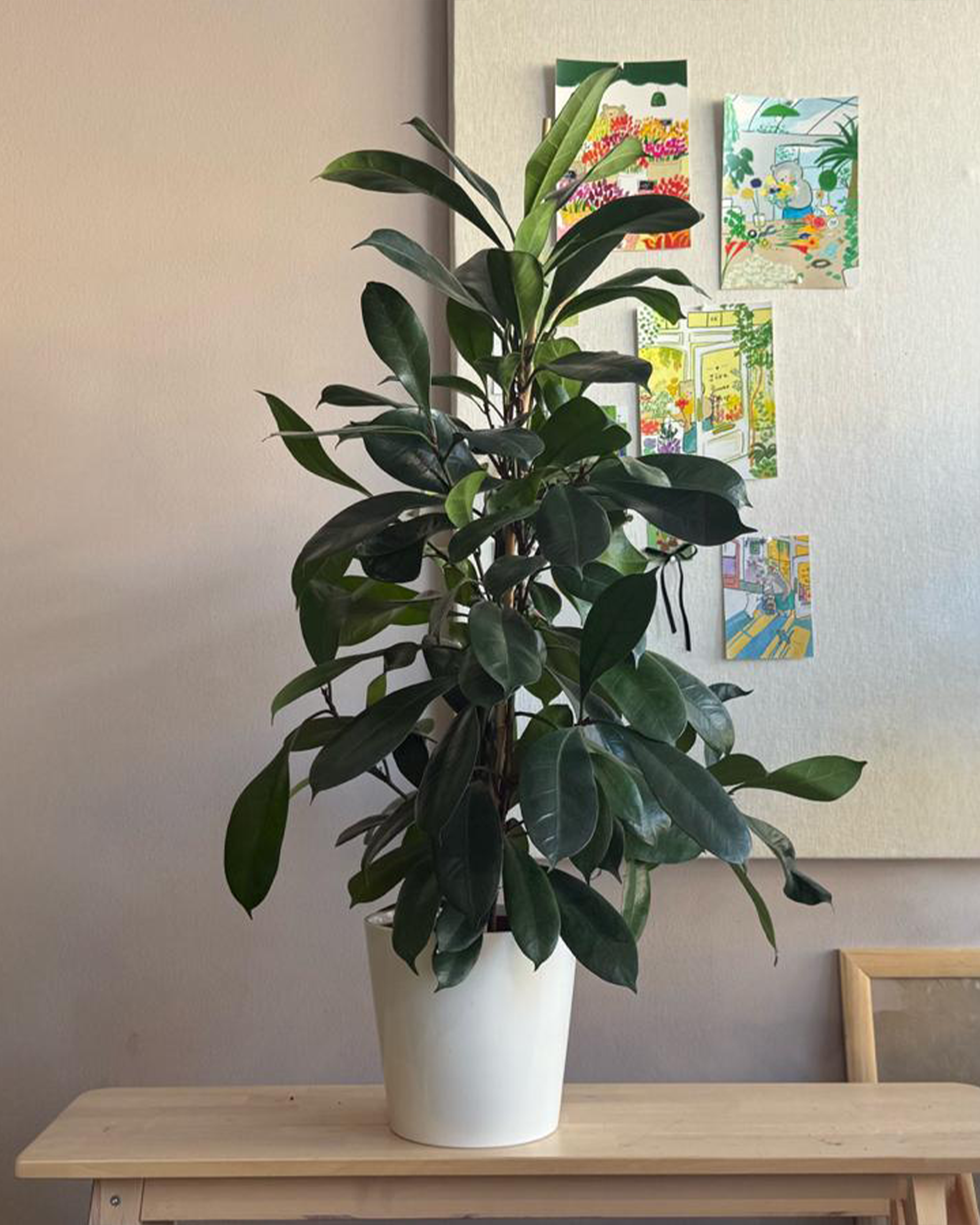 Ficus Cyathistipula