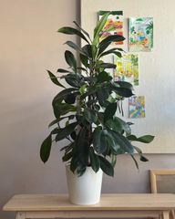 Ficus Cyathistipula