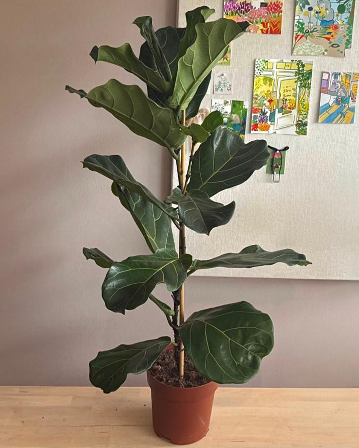 Ficus Lyrata