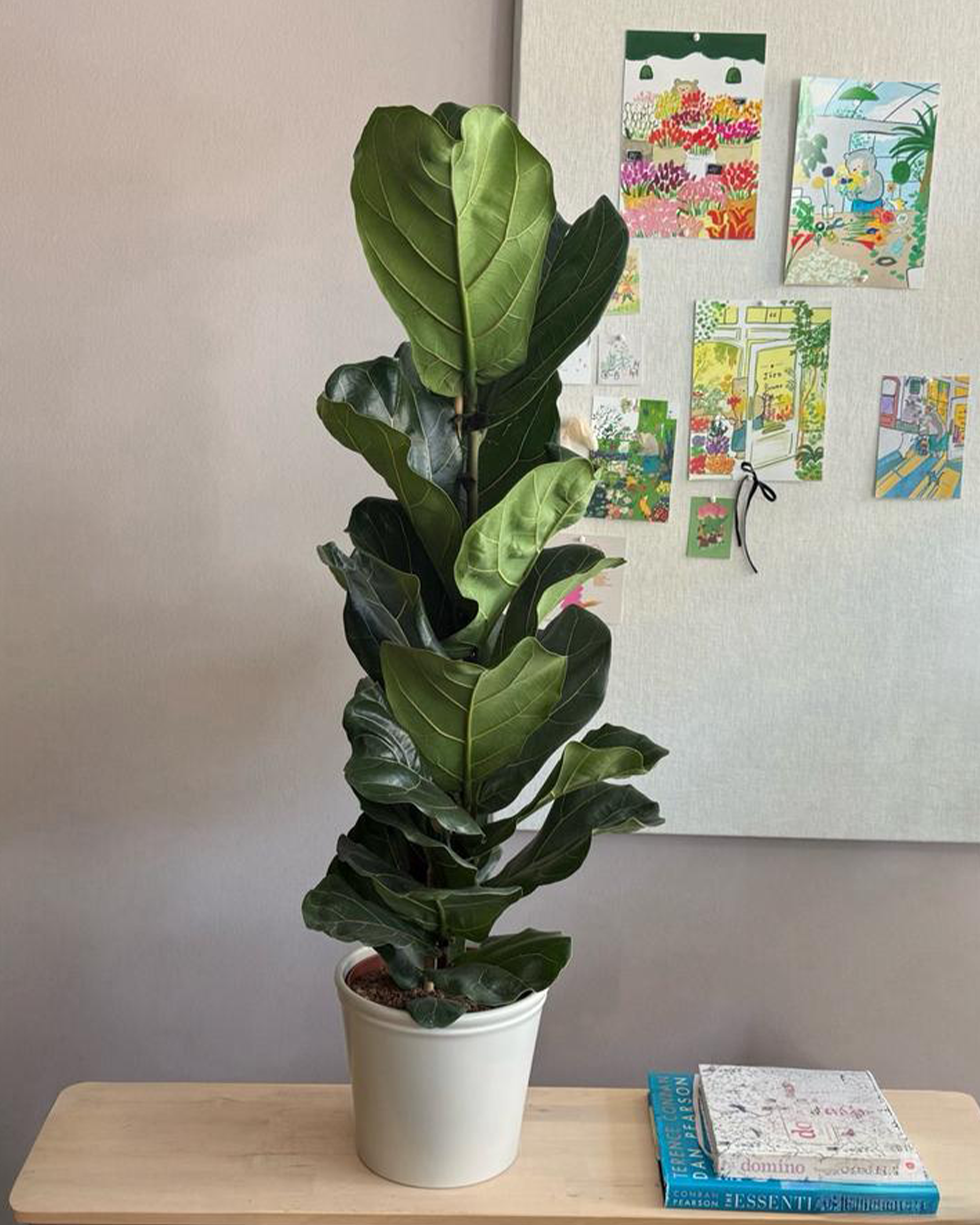Ficus Lyrata