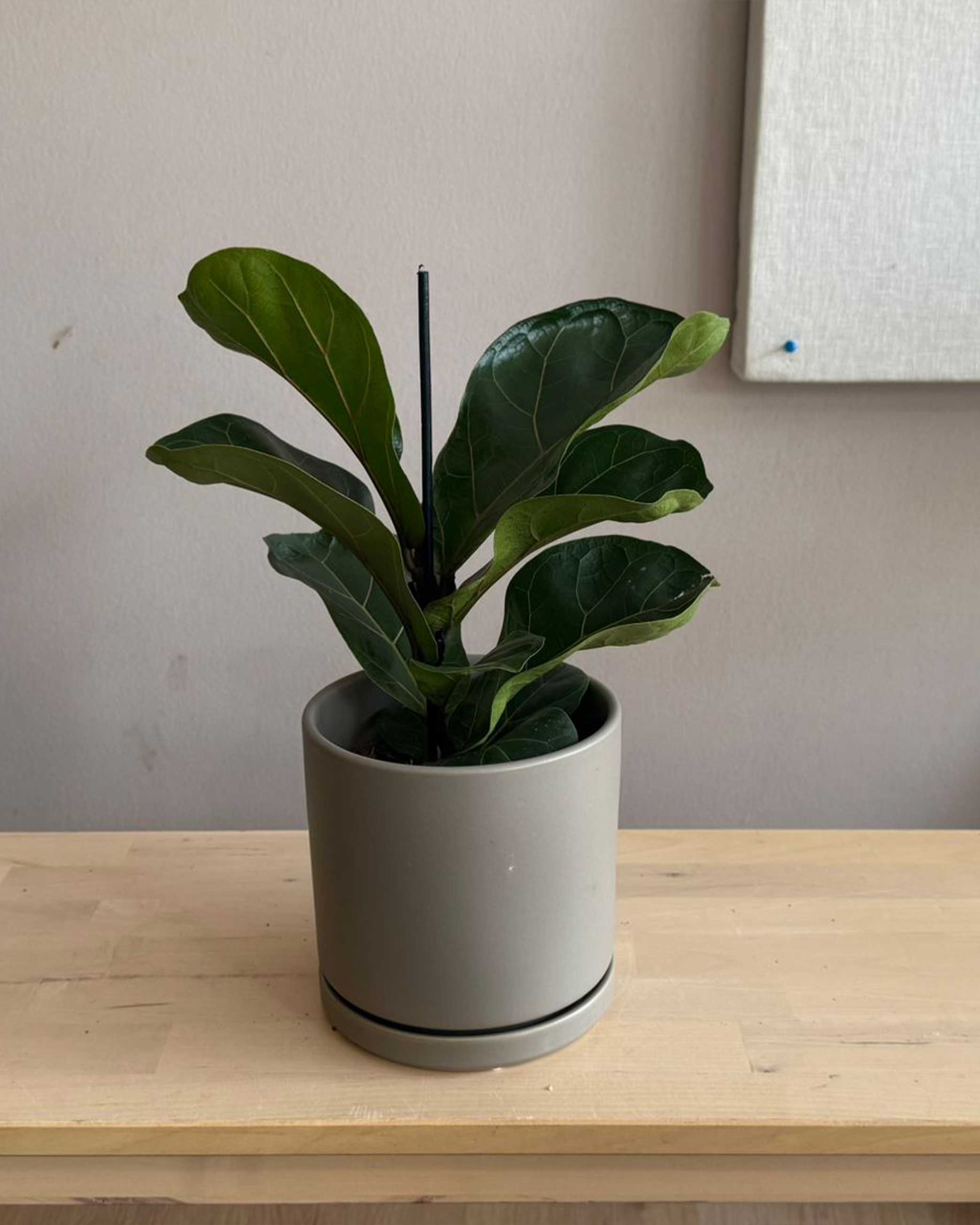 Ficus Lyrata Bambino