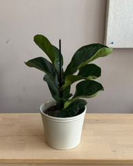 Ficus Lyrata Bambino