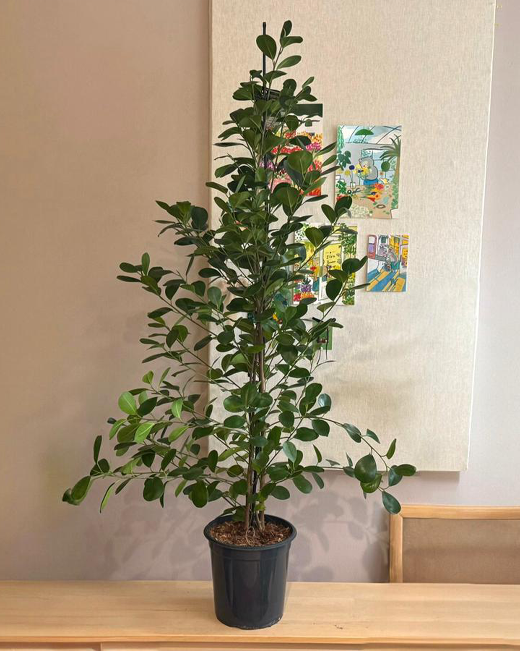Ficus Microcarpa