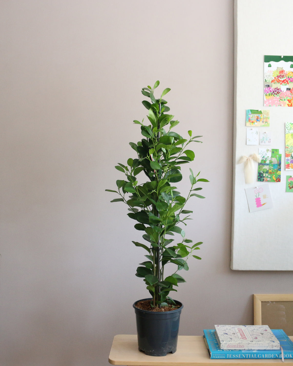 Ficus Microcarpa