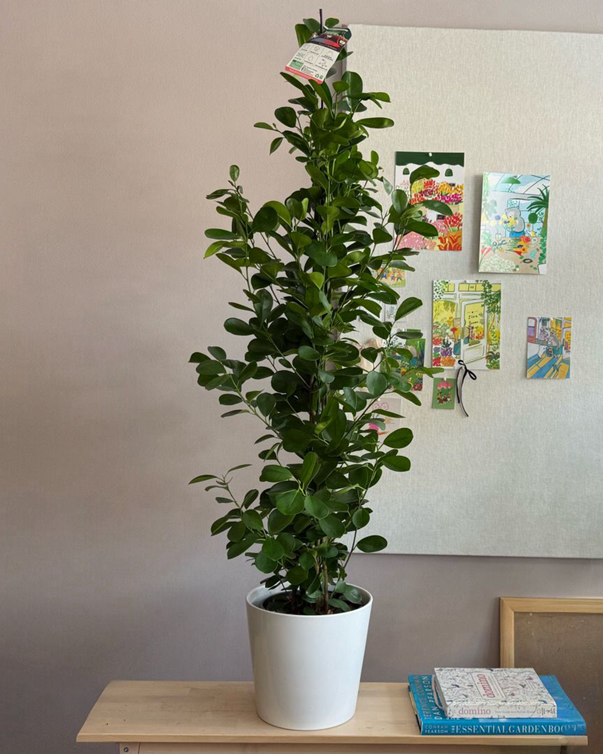 Ficus Microcarpa