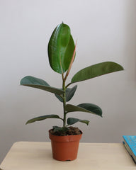 Ficus Elastica Robusta