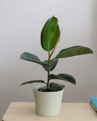 Ficus Elastica Robusta