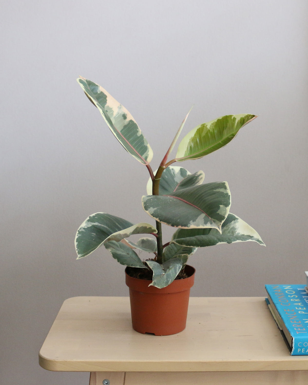 Ficus Elastica Tineke