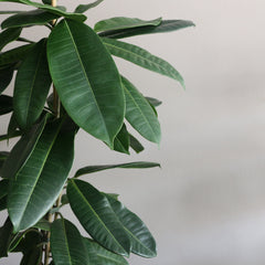 Ficus Americana