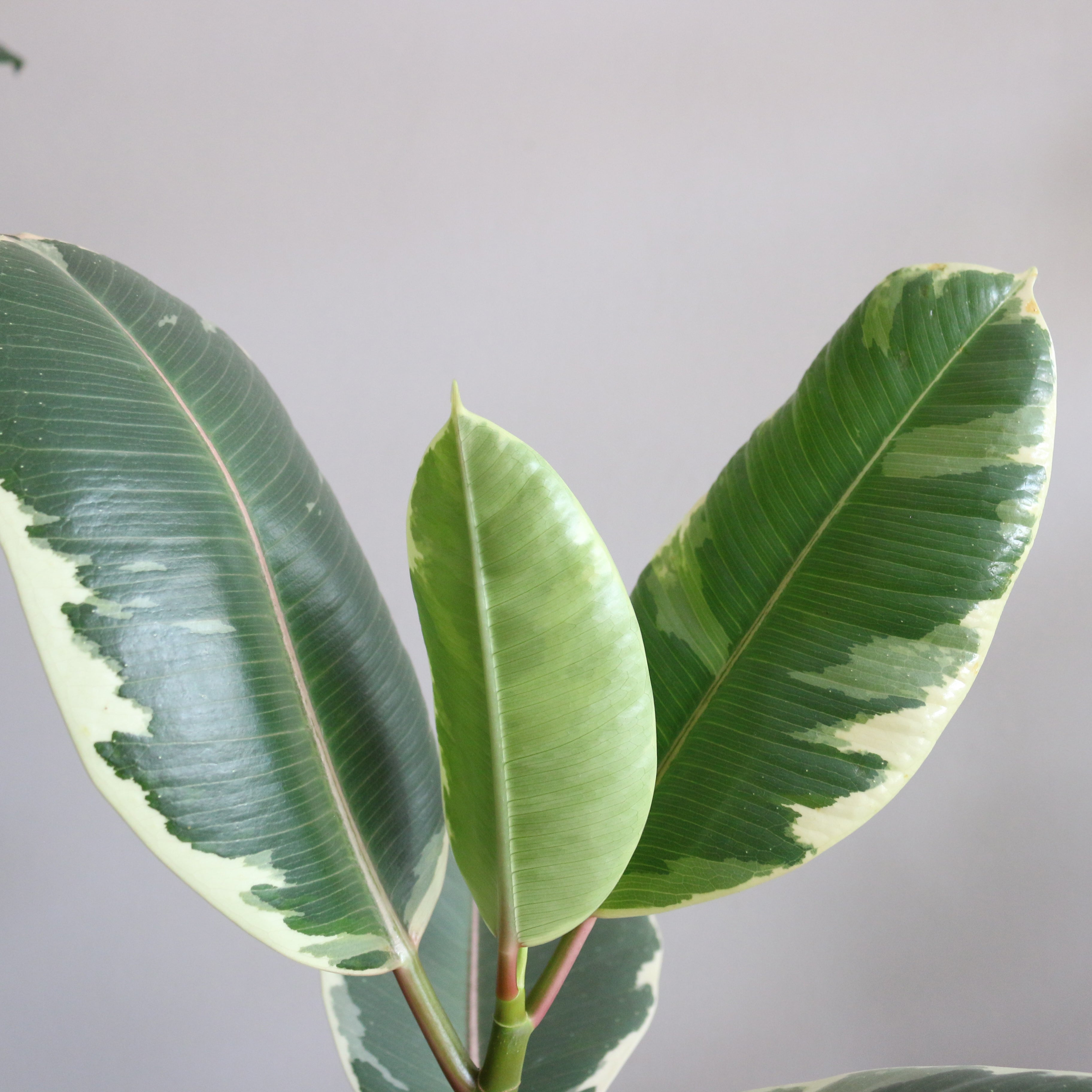 Rubber Plant Tineke