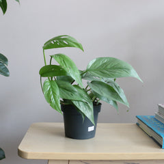 Pothos Cebu Blue