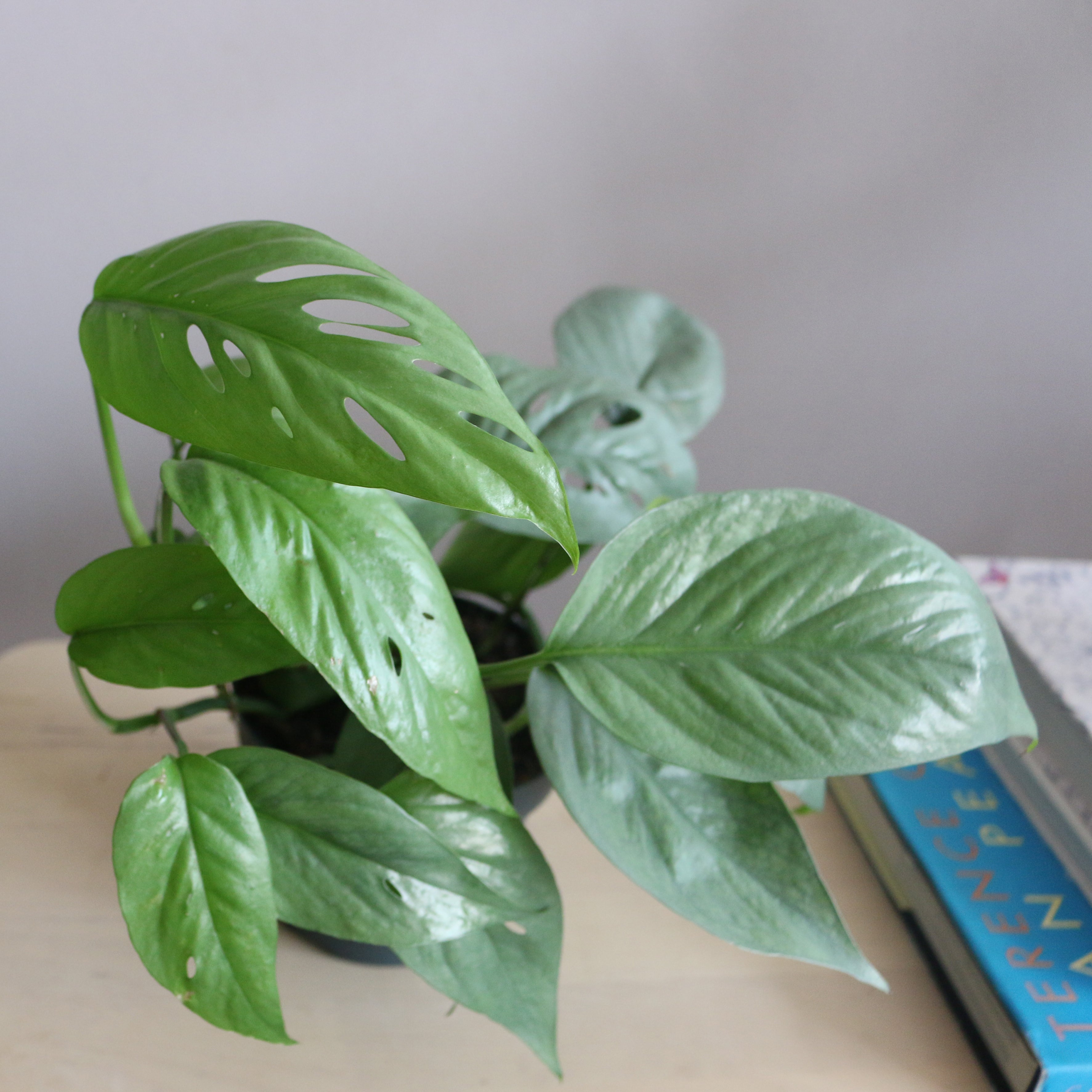 Pothos Cebu Blue