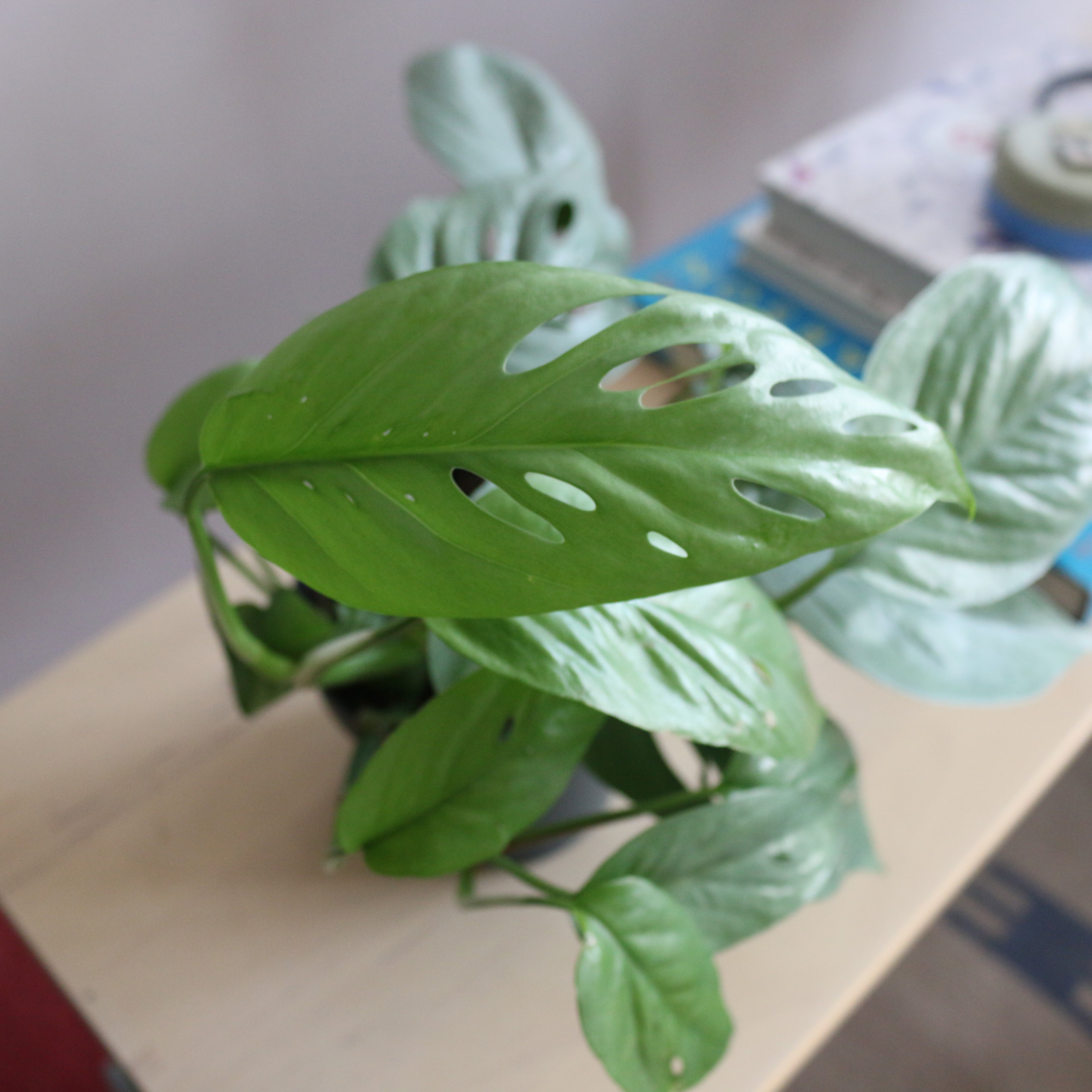 Pothos Cebu Blue