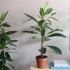 Ficus Benghalensis