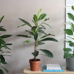 Ficus Benghalensis