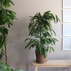 Ficus Amstel King