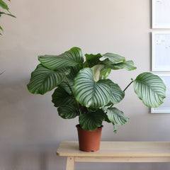 Calathea Orbifolia