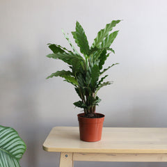 Calathea Mix